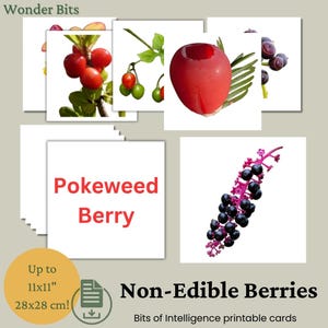 Flashcard sur les petits fruits non comestibles | Carte d'apprentissage amusante et éducative sur les baies pour les enfants | Flashcards d'apprentissage imprimables | Cartes Morceaux d'intelligence