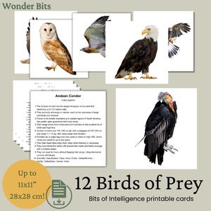 Cartes Bits Intelligence | Ensemble oiseaux de proie | Cartes d'apprentissage numériques imprimables pour enfants