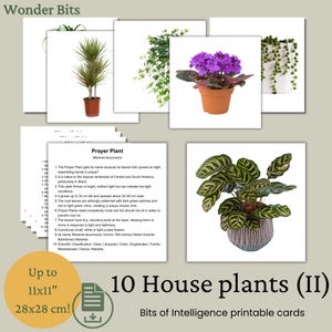Cartes Bits Intelligence | Ensemble de plantes d'intérieur n° 2 | Cartes d'apprentissage numériques imprimables pour enfants