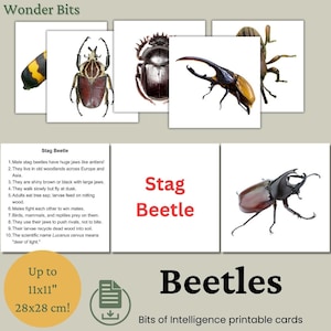 Flashcards sur les scarabées pour enfants | Cartes éducatives d'apprentissage de la nature | Carte imprimable Vraie photo scarabées | Cartes Morceaux d'intelligence