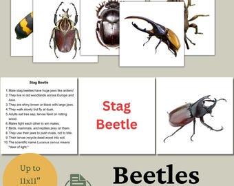 Tarjetas didácticas de escarabajos para niños: Tarjetas educativas sobre la naturaleza (PDF y PNG)