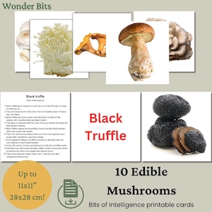 Flashcards sur les champignons comestibles | Cartes d'apprentissage sur les champignons | Champignons imprimables, amusants et sûrs pour les enfants et les amoureux de la nature| Cartes Morceaux d'intelligence