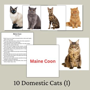 Bits of Intelligence Cards | Domestic Cats Set | Printable Digital Learning Flashcards for Kids
