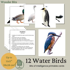 Cartes Bits Intelligence | Ensemble d'oiseaux aquatiques | Cartes d'apprentissage numériques imprimables pour enfants