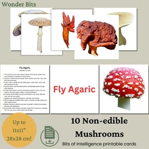 Flashcards sur les champignons non comestibles | Cartes d'apprentissage sur les champignons | Carte de visite imprimable sur les champignons toxiques pour les enfants et les amoureux de la nature | Cartes Morceaux d'intelligence