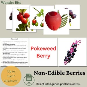 Flashcard sur les petits fruits non comestibles | Carte d'apprentissage amusante et éducative sur les baies pour les enfants | Flashcards d'apprentissage imprimables | Cartes Morceaux d'intelligence