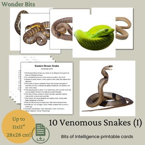 Cartes Bits Intelligence | Ensemble de serpents venimeux | Cartes d'apprentissage numériques imprimables pour enfants