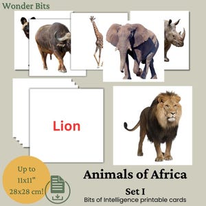 Flashcards de animais africanos para crianças | Cartão educativo sobre animais da África | Cartão de animais de safári com fotos reais para impressão | Cartões Bits of Intelligence
