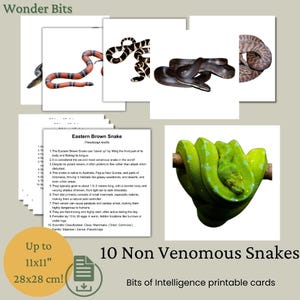 Cartes Bits Intelligence | Ensemble de serpents non venimeux | Cartes d'apprentissage numériques imprimables pour enfants