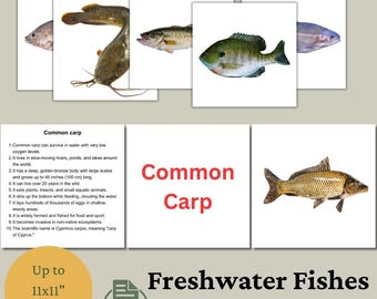 Tarjetas didácticas de peces de agua dulce: Tarjetas educativas para niños (PDF y PNG)