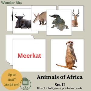 Flashcards de animais africanos para crianças | Cartão educativo sobre animais da África | Cartão de animais de safári com fotos reais para impressão | Cartões Bits of Intelligence