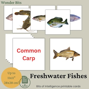 Flashcard sobre peixes de água doce para crianças | Cartões educativos sobre peixes | Fotos reais de peixes de rio e lago para impressão | Cartões de inteligência