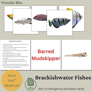 Flashcard de peixes de água salobra para crianças | Cartões educativos de peixes | Peixes de água salobra com fotos reais para impressão | Cartões de inteligência