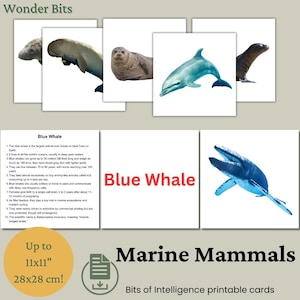 Flashcard zeezoogdieren voor kinderen | Afdrukbare echte foto zeezoogdieren | Stukjes intelligentiekaarten | Educatieve montessorikaarten