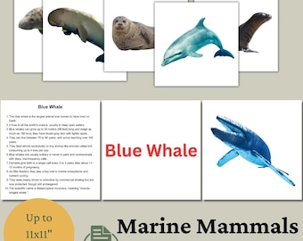 Tarjetas didácticas de mamíferos marinos: Tarjetas educativas Montessori (PDF y PNG imprimibles)