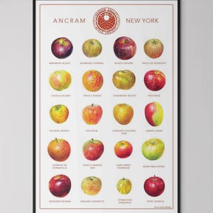 Póster del Proyecto de la Manzana del Valle del Hudson que presenta 20 variedades de manzanas cultivadas en el huerto de Nueva York. Póster de 12 x 18 pulgadas.