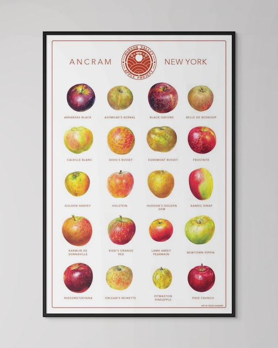 Hudson Valley Apple Project Poster Featuring 20 Apple Varieties