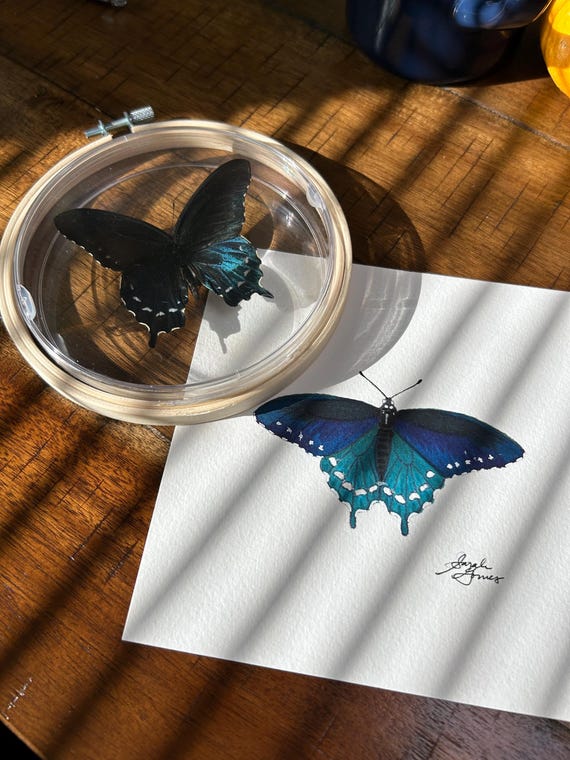 Pipevine Swallowtail -- Individual Butterfly (6x6in) Giclee Art