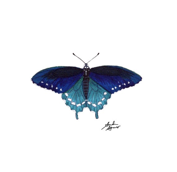 Pipevine Swallowtail -- Individual Butterfly (6x6in) Giclee Art