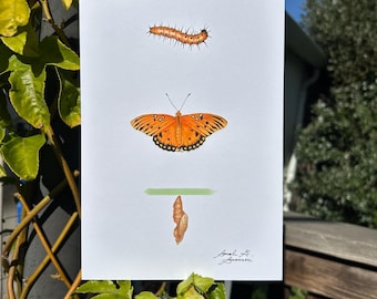 Passionate - Giclee art print (6x9in): gulf fritillary butterfly life cycle