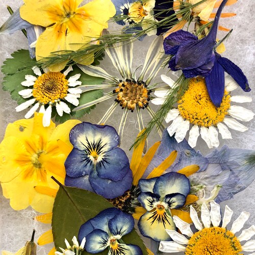 Santa Cruz Dried Oregano Dried Herbs Dried Purple Flowers Etsy