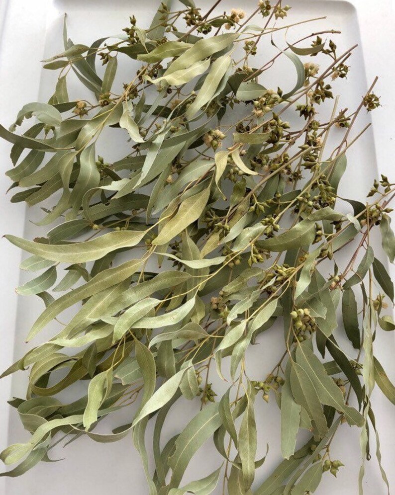 Dried Eucalyptus Leaves Real Leaf Centerpieces Table Decor Etsy