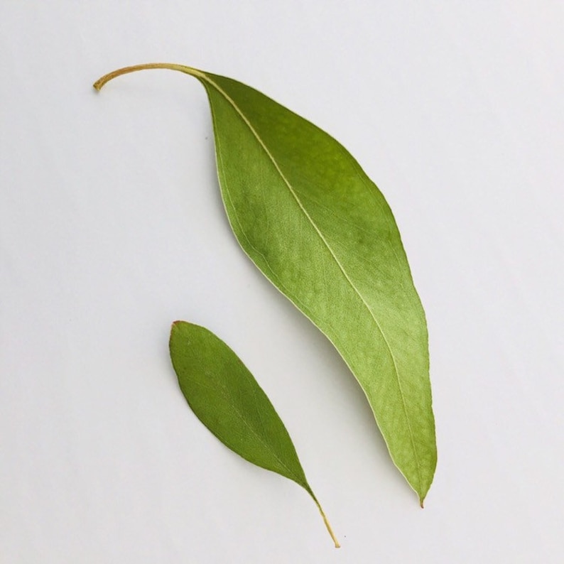 Real Dried Eucalyptus Leaves Wedding Confetti Dry Leaves Etsy