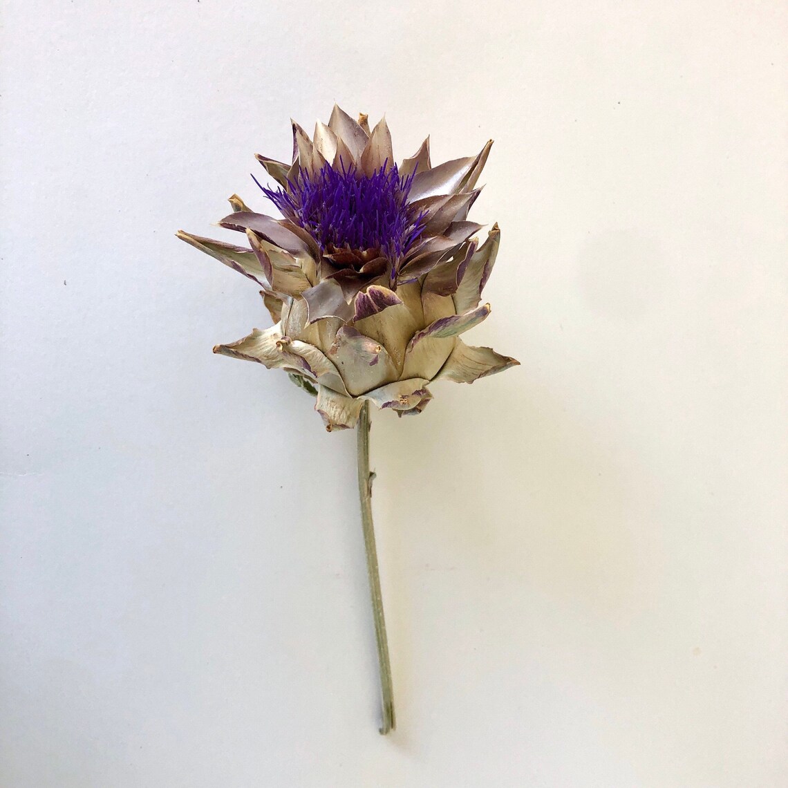 Dried Artichoke Flower stems Real Dry Flowers DIY Bouquet Etsy