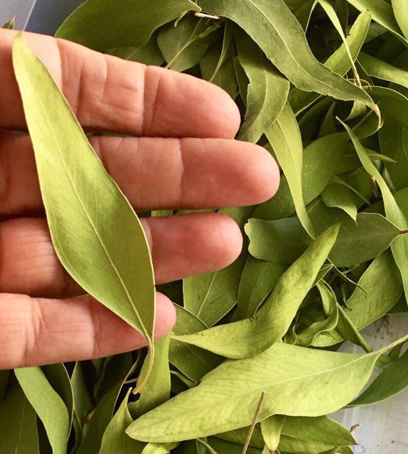 Real Dried Eucalyptus Leaves Wedding Confetti Dry Leaves Etsy