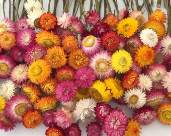160 Dried Flower Stems, Bud Vase Flowers, Hair Wreath Flowers, Floral Wedding Decoration, Biodegradable, Wildflower Stems, Dry Strawflowers