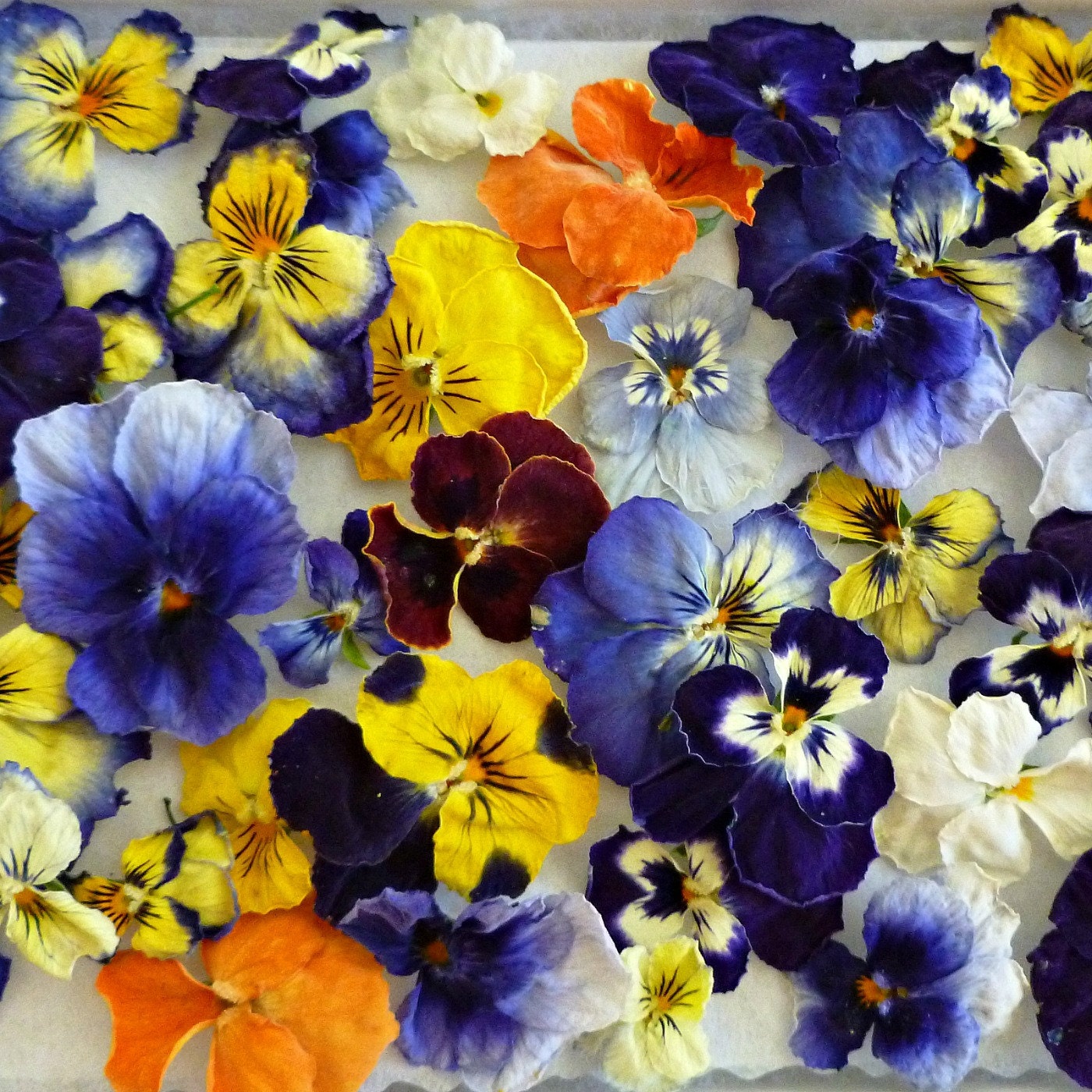 Dry Violas Dry Flowers Purple Yellow Real Wedding Etsy