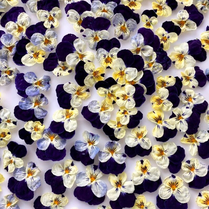 Dry Violas Dry Flowers Purple Yellow Real Wedding Etsy