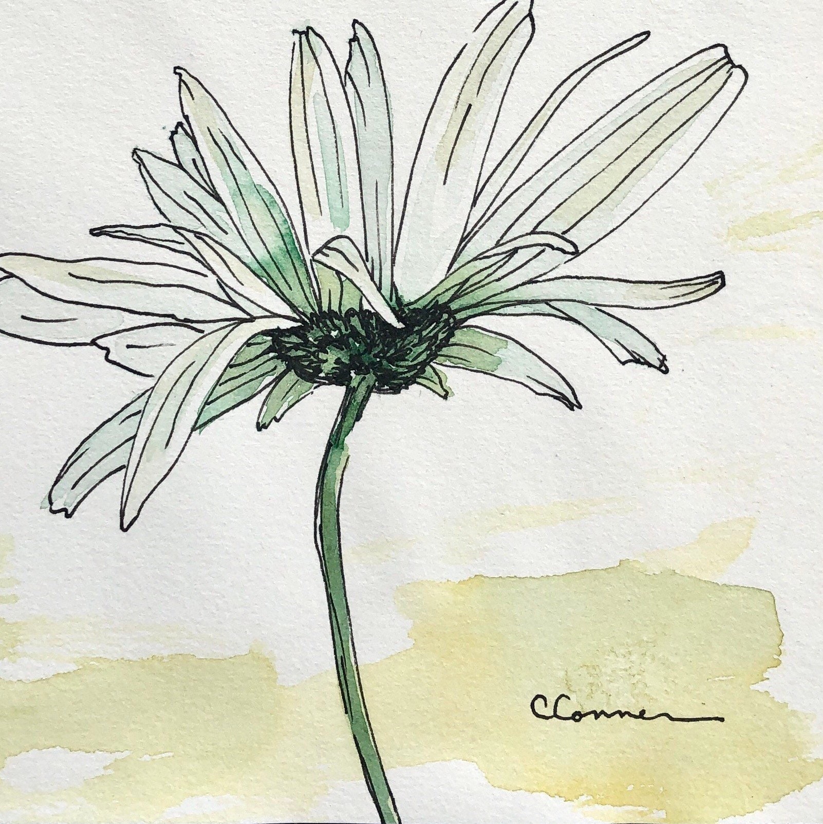 Daisy Original Watercolor Sketch Shasta Daisy Pen and Ink Etsy