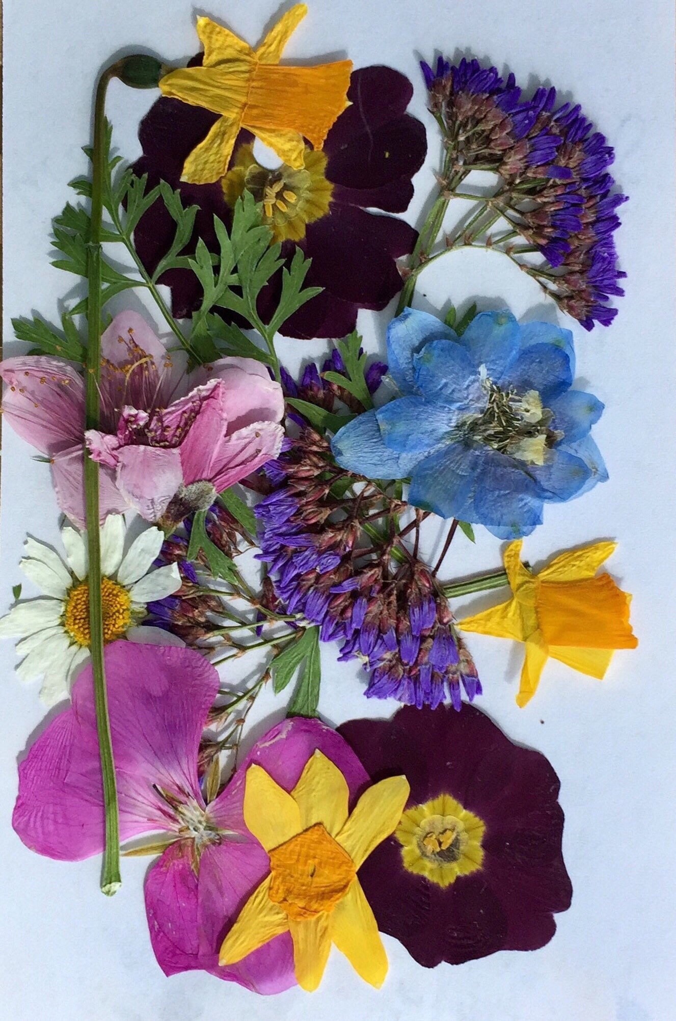 100 Pressed Dry Flowers Flower Petals Leaves Invitations Etsy