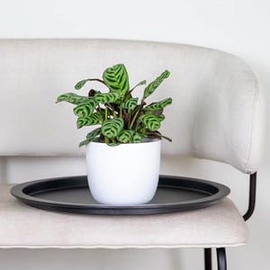 Interno della pianta con fogliame di Calathea Burle Marxii