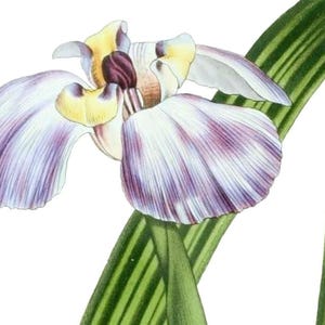 Carte de correspondance vierge avec fleurs d'iris vintage faite main pour les fêtes d'anniversaire, jardin, merci, rétablissement