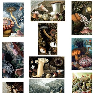 Zeeanemooncollectie 2 10 blanco kaarten 10 verschillende ontwerpen Afstuderen Verjaardagen Handgemaakt Bedankt