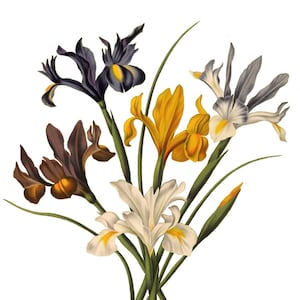 Carte de correspondance vierge avec fleurs d'iris vintage faite main pour les fêtes d'anniversaire, jardin, merci, rétablissement