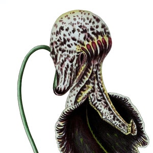 Aristolochia vintage Image carte pour l'obtention du diplôme jardin anniversaire fait main Merci