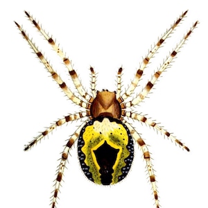 Cartão de nota em branco de aranha Natureza Insetos Feito à mão Imagem vintage História natural Aniversário Obrigado