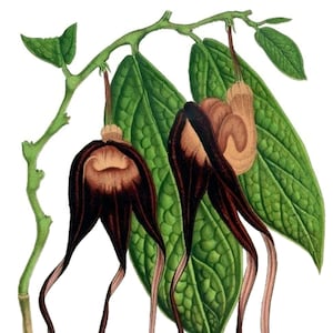 Carte de correspondance vintage Aristolochia, jardin édouardien victorien, anniversaire fait main, merci
