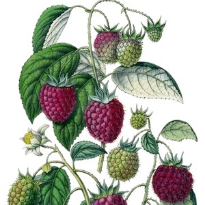 Bagas Frutas Vintage Imagem Cartões de Nota Jardim Dia das Mães Outono Colheita Obrigado