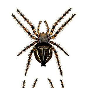 Cartão de nota em branco de aranha, insetos da natureza, imagem vintage feita à mão, história natural, aniversário, obrigado
