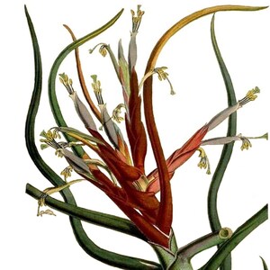 Tillandsia Bromélia Cartão de Nota em Branco Aniversário Páscoa Feito à Mão Primavera Botânico Feriado Obrigado