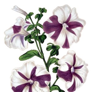 Petúnia Vintage Imagem Flor Cartão de Nota em Branco Feito à Mão Feriado Primavera Jardim Aniversário Obrigado