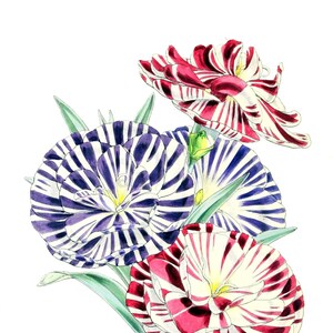 Cravo Dianthus Flor Vintage Imagem Em Branco Cartão De Nota Feito À Mão Jardim De Férias Aniversário Obrigado