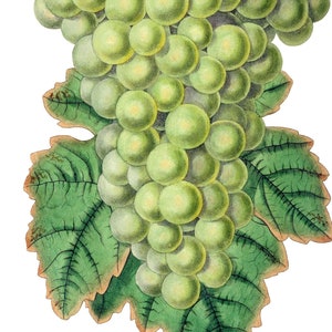 Cartes de correspondance vintage Raisins Fruits Jardin Fête des Mères Récolte d'automne Merci