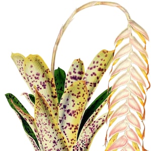 Tillandsia Bromélia Cartão de Nota em Branco Aniversário Páscoa Feito à Mão Primavera Botânico Feriado Obrigado