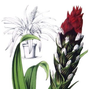Tillandsia Bromélia Cartão de Nota em Branco Aniversário Páscoa Feito à Mão Primavera Botânico Feriado Obrigado