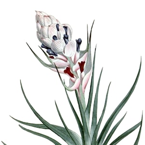 Tillandsia Bromélia Cartão de Nota em Branco Aniversário Páscoa Feito à Mão Primavera Botânico Feriado Obrigado